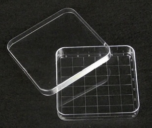 Petri dish with grid